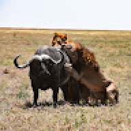 makenda